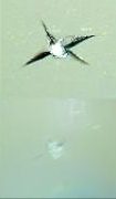 star chip repair before and after