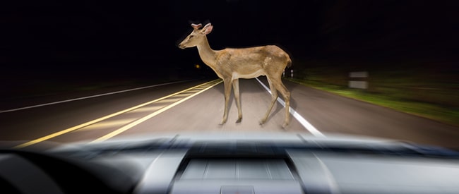Deer on road at night